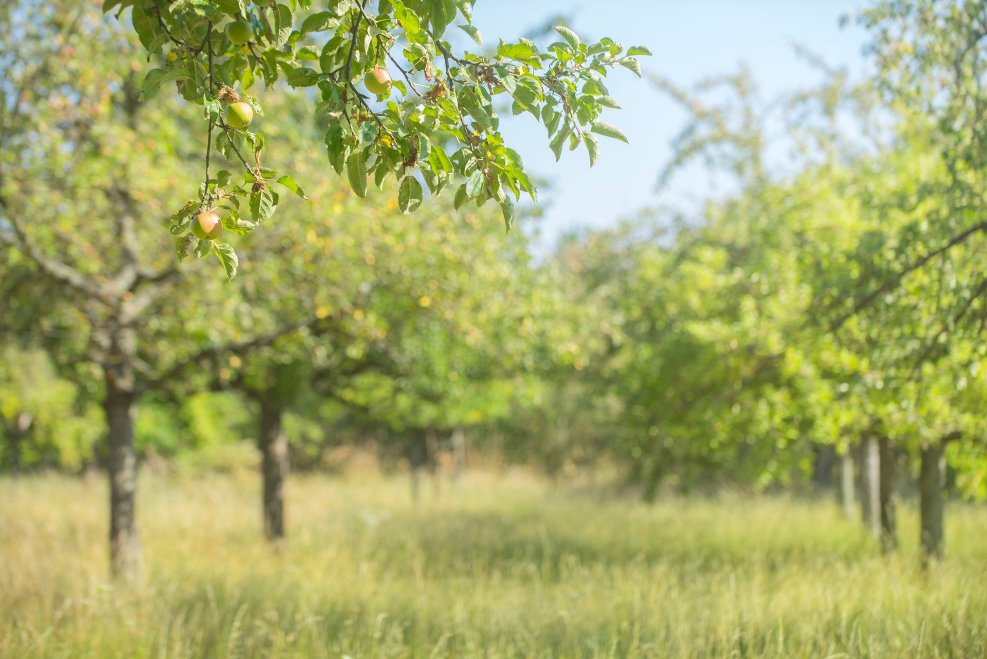 Streuobstwiese