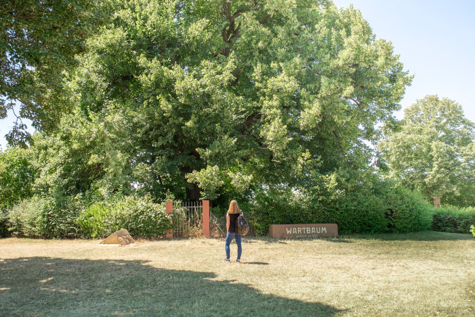 Wartbaum an der Hohen Straße Stadt Nidderau