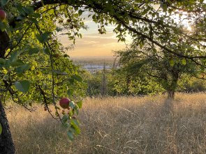 Streuobstwiese mit Blick auf den Stadtteil Heldenbergen