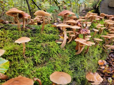 Pilze auf einem Baumstumpf wachsend