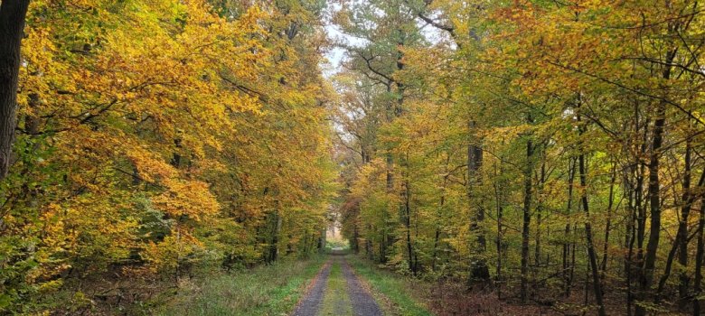 herbstlicher Wald mit bunten Laubbäumen
