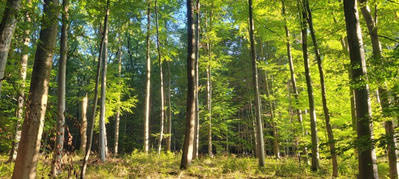 grüner Wald mit vielen Laubbäumen